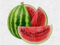 A Grade Watermelon