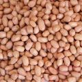 Natural White groundnut seeds