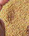 Granules small yellow mustard seeds