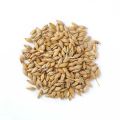 Brown Barley Seeds