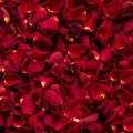 Natural Pink Red rose petals