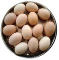 desi hatching eggs