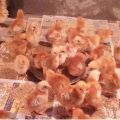 Multicolor Vanaraja Chicks