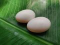 White Pekin Duck Hatching Eggs