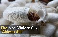 Ahimsa Silk Cocoons