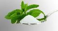 Baolingbaoo Biology Co. Ltd WhiteCream Powder White natural sweetener
