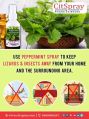 Peppermint essetial oil