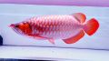 Healthy Red Arowana fish