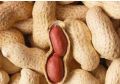 Groundnut Peanut Kernel (1513)