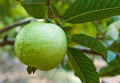 Guava Psidium Guajava
