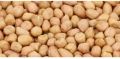 PIYALI AGRO FOOD Common Natural Organic Raw Natural Seeds k6 groundnut agriculture seed