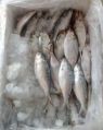 Frozen Boal Fish