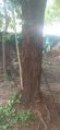 200 kg/tree Red Sandalwood Trees
