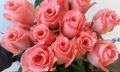 noblesse pink rose