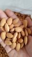 almond seeds