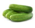 Dark Green fresh indian cucumber