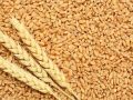 Common Golden fresh wheat grains