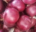 quality white Onion