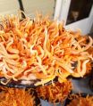 Dry Organic Cordyceps Militaris