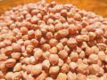 brown chickpeas