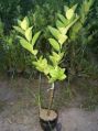 Bakul Plant