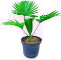 China Palm Plant