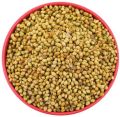 Green Natural whole coriander seeds