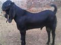 Black 20-30 Kg live beetal goat