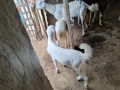 Live Sojat Goat