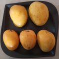 Fresh Sonpari Mango