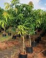 Sonpari Mango Plant
