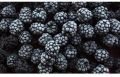 Blackberry Fruit - Get Latest Price & Mandi rates from Dealers & Traders