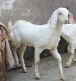 Live Jaiselmeri Female Baby Goat