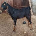 20-30 Kg Brown live karoli male baby goat