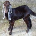 Live Sirohi Male Baby Goat