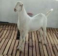 Live Sojat Goat