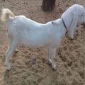 20-30 Kg White live sojat male baby goat