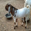 20-30 Kg White and Brown live totapuri male baby goat