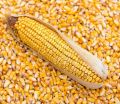 Organic yellow corn