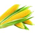 Yellow Fresh Maize