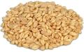 Non Brand Organic Natural Common golden lokwan wheat seeds
