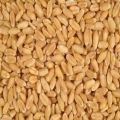 Apna Natural milling wheat