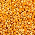 Corn Seeds Organic Natural GMO Common Organic Oval yellow maize seeds
