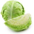 Fresh Green Cabbage