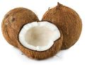 Organic Solid Semi Husked Brown Coconut