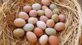 Light Brown White chicken eggs