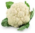 Green fresh cauliflower