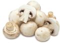 Creamy fresh mushroom