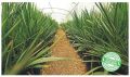 Tissue Culture Date Palm Plants