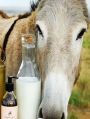 Liquid White fresh donkey milk